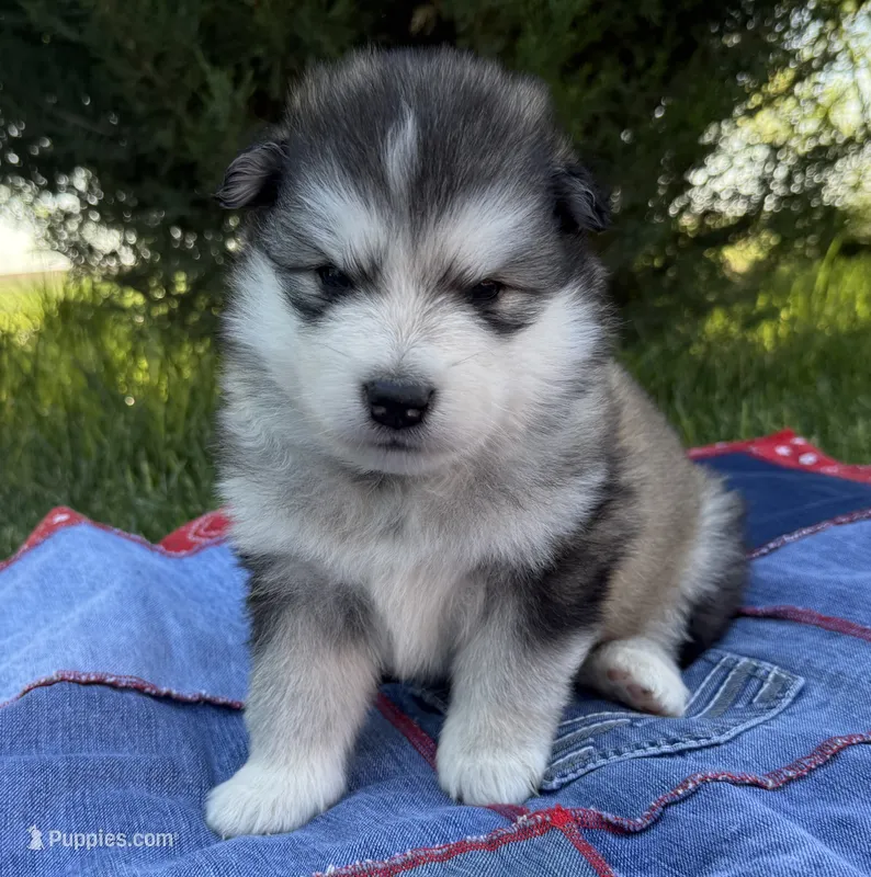 AKC OAKLEY – Alaskan Malamute puppy for sale in Montezuma, KS