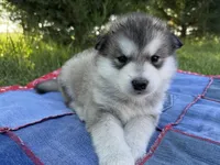 AKC PAIGE, a female Alaskan Malamute for sale in Montezuma, KS – 9 of 10