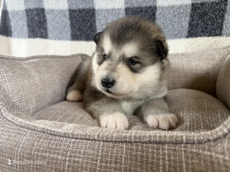 AKC PEYTON  – Alaskan Malamute puppy for sale in Montezuma, KS