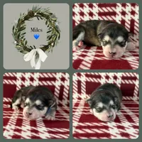 AKC MILES, a male Alaskan Malamute for sale in Montezuma, KS – Photo 2 of 2