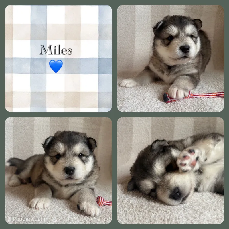 AKC MILES