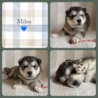 AKC MILES, a male Alaskan Malamute for sale in Montezuma, KS – Photo 1 of 2
