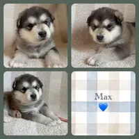 AKC MAX, a male Alaskan Malamute for sale in Montezuma, KS – Photo 2 of 3