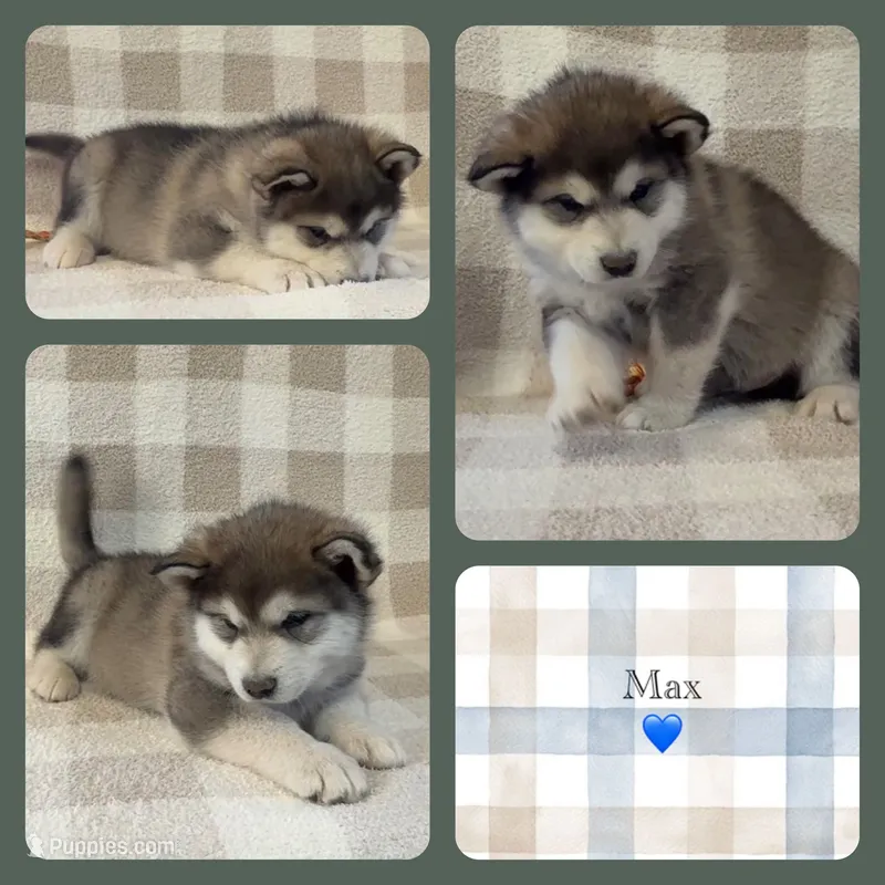 AKC MAX