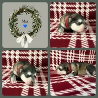 AKC MAX, a male Alaskan Malamute for sale in Montezuma, KS – Photo 3 of 3