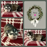 AKC NOVA, a female Alaskan Malamute for sale in Montezuma, KS – Photo 2 of 2