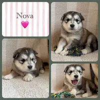 AKC NOVA, a female Alaskan Malamute for sale in Montezuma, KS – Photo 1 of 2