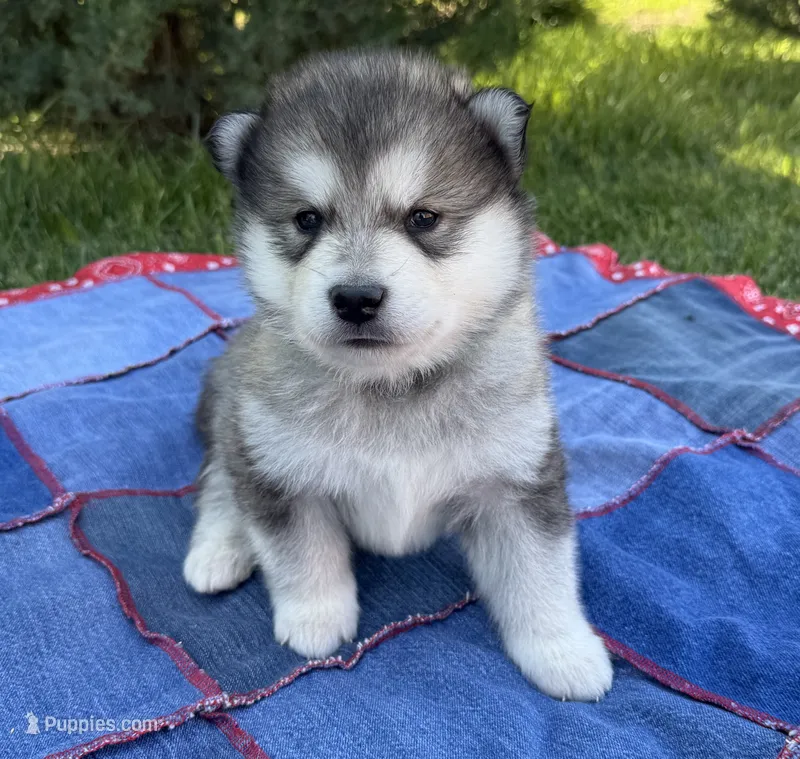 AKC ONYX – Alaskan Malamute puppy for sale in Montezuma, KS