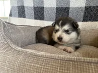 AKC OAKLEY, a male Alaskan Malamute for sale in Montezuma, KS – 2 of 4