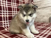 AKC PAIGE, a female Alaskan Malamute for sale in Montezuma, KS – 2 of 10