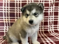 AKC PEYTON , a female Alaskan Malamute for sale in Montezuma, KS – 3 of 6
