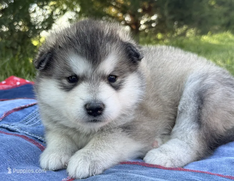 AKC PAISLEY  – Alaskan Malamute puppy for sale in Montezuma, KS