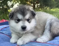 AKC PAIGE, a female Alaskan Malamute for sale in Montezuma, KS – 6 of 10
