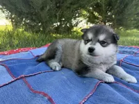AKC PAISLEY, a female Alaskan Malamute for sale in Montezuma, KS – 4 of 4