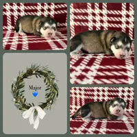 AKC MAJOR, a male Alaskan Malamute for sale in Montezuma, KS – Photo 2 of 2