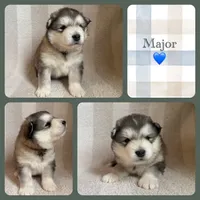 AKC MAJOR, a male Alaskan Malamute for sale in Montezuma, KS – Photo 1 of 2