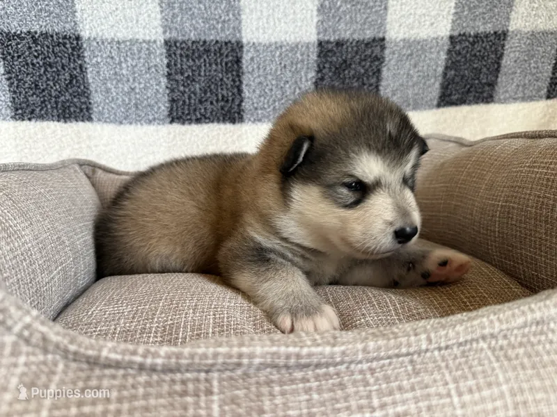 AKC OREGON  – Alaskan Malamute puppy for sale in Montezuma, KS