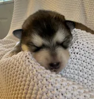 AKC PAISLEY , a female Alaskan Malamute for sale in Montezuma, KS – 1 of 1