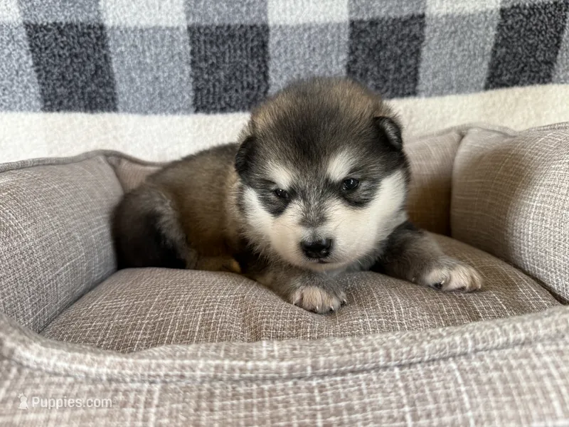 AKC PAIGE – Alaskan Malamute puppy for sale in Montezuma, KS