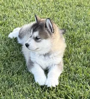 AKC PEYTON , a female Alaskan Malamute for sale in Montezuma, KS – 2 of 6