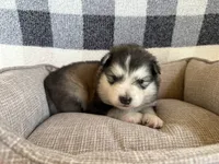 AKC OAKLEY, a male Alaskan Malamute for sale in Montezuma, KS – 3 of 4