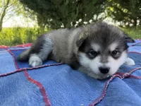 AKC PAISLEY, a female Alaskan Malamute for sale in Montezuma, KS – 3 of 4