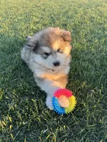 JAVA CHIP'S AKC PUPPIES, a  Alaskan Malamute for sale in Montezuma, KS – Photo 9 of 9
