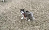JAVA CHIP'S AKC PUPPIES, a  Alaskan Malamute for sale in Montezuma, KS – Photo 5 of 9