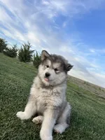 JAVA CHIP'S AKC PUPPIES, a  Alaskan Malamute for sale in Montezuma, KS – Photo 7 of 9