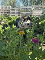 JAVA CHIP'S AKC PUPPIES, a  Alaskan Malamute for sale in Montezuma, KS – Photo 6 of 9