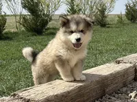 JAVA CHIP'S AKC PUPPIES, a  Alaskan Malamute for sale in Montezuma, KS – Photo 4 of 9