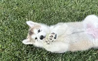 JAVA CHIP'S AKC PUPPIES, a  Alaskan Malamute for sale in Montezuma, KS – Photo 3 of 9