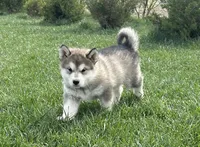JAVA CHIP'S AKC PUPPIES, a  Alaskan Malamute for sale in Montezuma, KS – Photo 2 of 9