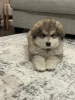 JAVA CHIP'S AKC PUPPIES, a  Alaskan Malamute for sale in Montezuma, KS – Photo 8 of 9