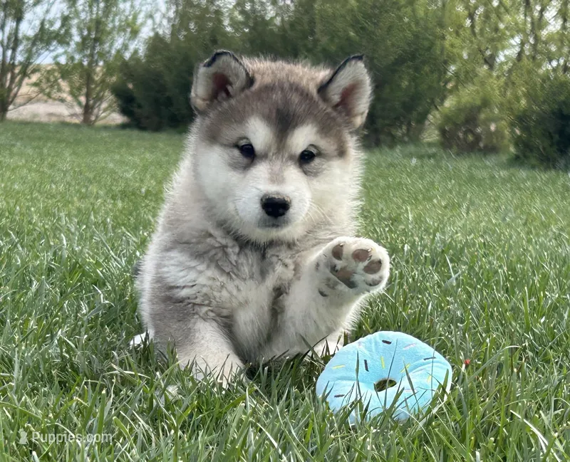 JAVA CHIP'S AKC PUPPIES, a  Alaskan Malamute for sale in Montezuma, KS – Photo 1 of 9