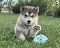 JAVA CHIP'S AKC PUPPIES, a  Alaskan Malamute for sale in Montezuma, KS – Photo 1 of 9