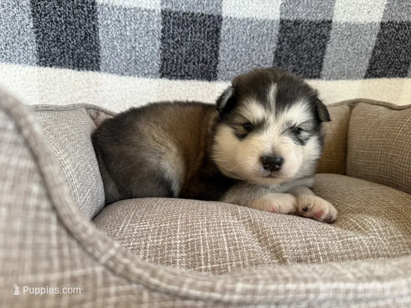 AKC OAKLEY – Alaskan Malamute puppy for sale in Montezuma, KS