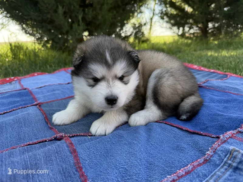 AKC PEARL – Alaskan Malamute puppy for sale in Montezuma, KS