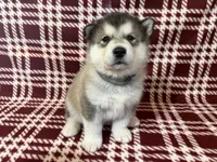 AKC PEYTON , a female Alaskan Malamute for sale in Montezuma, KS – 5 of 6