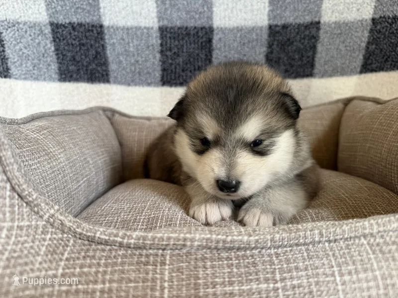 AKC PAISLEY  – Alaskan Malamute puppy for sale in Montezuma, KS
