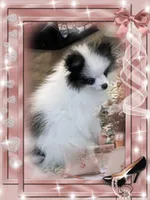 Mystical is Pending, a female Pomeranian for sale in Titus, AL – 3 of 8