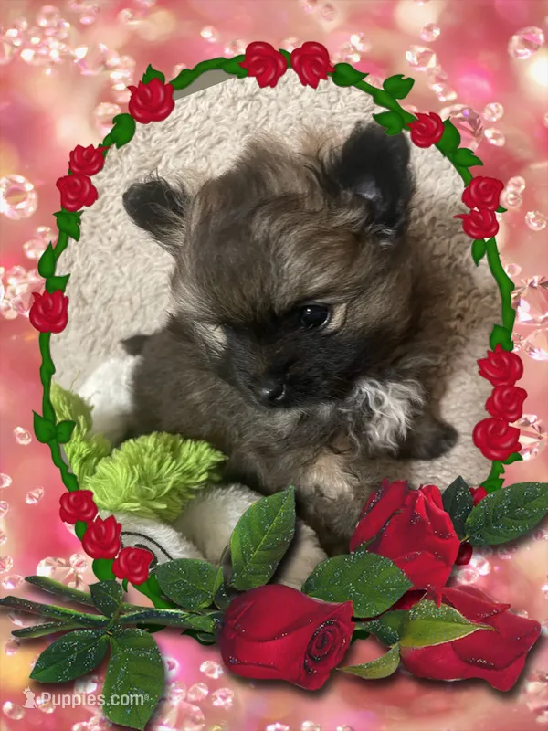 Furby – Pomeranian puppy for sale in Titus, AL