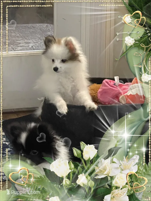 Kelly – Pomeranian puppy for sale in Titus, AL