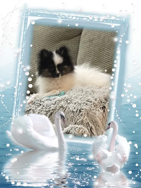 PBJ aka Georgie – Pomeranian puppy for sale in Titus, AL