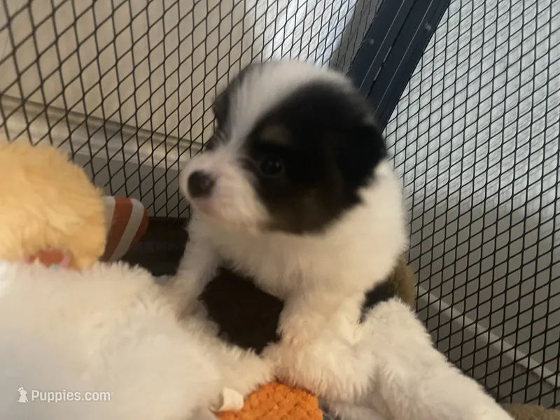 Georgie – Pomeranian puppy for sale in Titus, AL