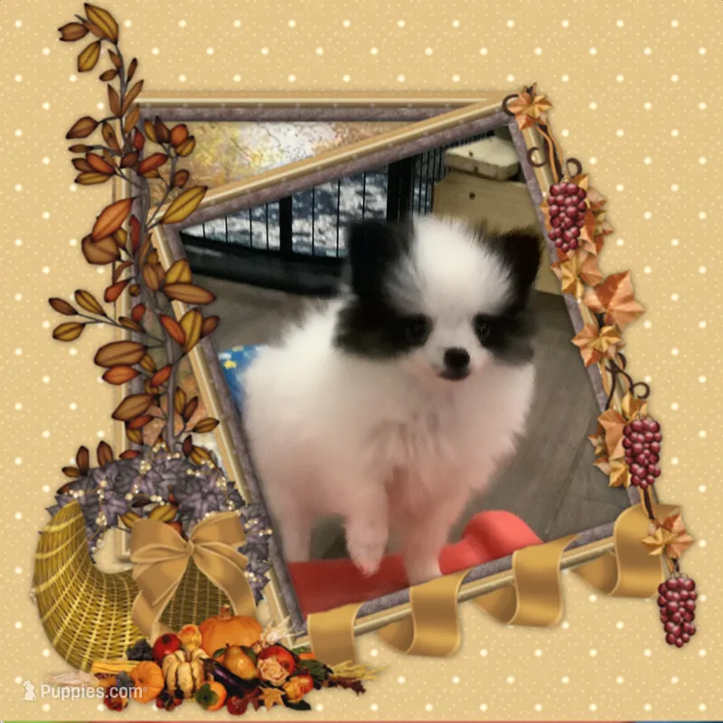 JoJo – Pomeranian puppy for sale in Titus, AL
