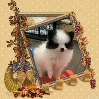 Mystical the Love Bandit aka Jojo, a female Pomeranian for sale in Titus, AL – 8 of 8