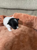 Davie, a male Pomeranian for sale in Titus, AL – 9 of 10