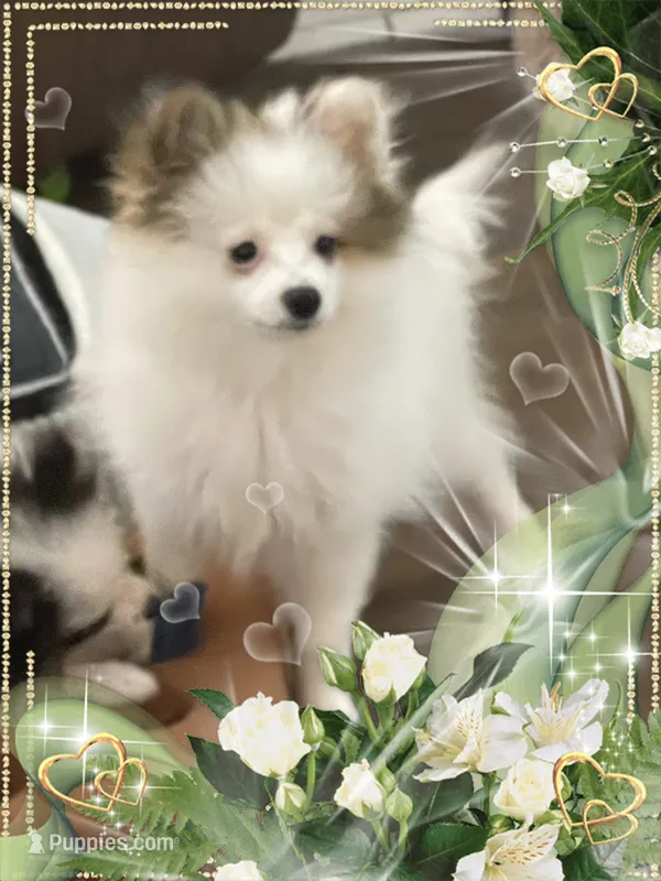 Sassy Alexia the II aka Kelly – Pomeranian puppy for sale in Titus, AL