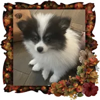 Happy Pending, a male Pomeranian for sale in Titus, AL – 5 of 8